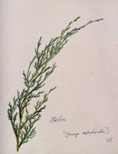 Arbor-vitae (Thuja dolabrata): branch with leaves, c1900. Creator: S Kawano.