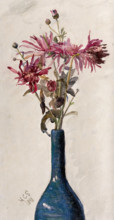 Pink flowers, possibly chrysanthemums, arranged in a bottle, 1898. Creator: Marie Stopes.