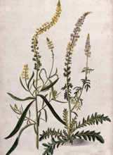 A plant (Reseda sp) related to Dyer's rocket: flowering plant with separate flowering stem, (17--). Creator: Unknown.