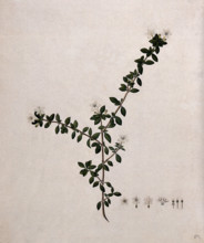 Serissa japonica (Thunb) Thunb: flowering stem and floral segments, (17--). Creator: Unknown.