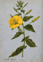 Evening primrose (Oenothera biennis): flowering stem. Creator: Unknown.