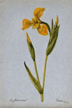 Yellow flag (Iris pseudacorus): flowering stem, 1904. Creator: Unknown.