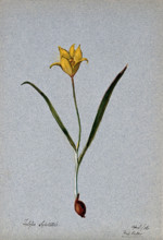 Wild tulip (Tulipa sylvestris): flowering plant, 1906. Creator: Unknown.