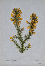 Gorse or whin (Ulex europaeus): flowering stem, 1902. Creator: Unknown.
