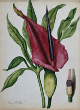 Arum plant (Arum palestinus?): inflorescence, spadix and leaf. Creator: Unknown.