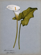 Arum lily (Zantedeschia aethiopica): inflorescence and leaf. Creator: Unknown.