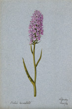 Early purple orchid (Orchis mascula): flowering stem, 1904. Creator: Unknown.