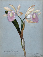 An orchid hybrid (Brassavola x Cattleya "Edwin Wheeler"): flowering stem, 1908. Creator: Unknown.