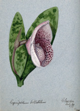 A lady's slipper orchid (Cypripedium bellatulum): flowering stem, 1899. Creator: Unknown.