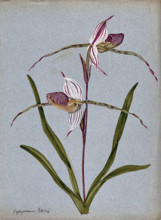 A lady's slipper orchid (Cypripedium Stoneii): flowering stem. Creator: Unknown.