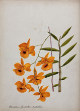 An orchid (Dendrobium fimbriatum var Oculatum): flowering stem and leaves. Creator: Unknown.
