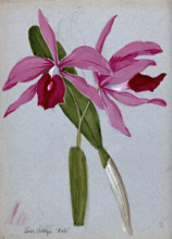 An orchid hybrid (Laelia x Cattleya "Kate"): flowering stem and leaves. Creator: Unknown.