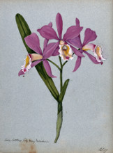 An orchid hybrid (Laelia x Cattleya "Lady Mary Measures"): flowering stem and leaves, 1907. Creator: Unknown.