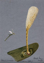 Pollinia (clumps of pollen) of the butterfly habenaria orchid (Habenaria bifolia) on a..., 1892. Creator: Unknown.