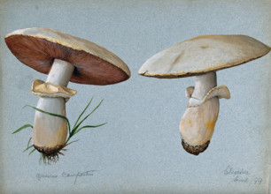 Field mushroom (Agaricus campestris): two fruiting bodies, 1899. Creator: Unknown.