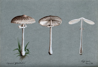 A fungus (Agaricus graciliatus): three fruiting bodies, 1894. Creator: Unknown.