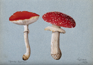 The fly agaric fungus (Amanita muscaria): two fruiting bodies, 1890. Creator: Unknown.