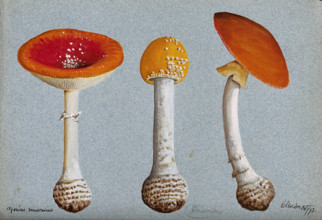 The fly agaric fungus (Amanita muscaria): three fruiting bodies, 1893. Creator: Unknown.