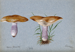 Blewit fungus (Lepista saeva): two fruiting bodies, 1897. Creator: Unknown.