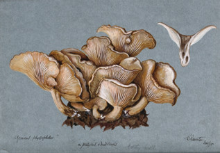 A fungus (Clitocybe phyllophila) growing on soil, 1898. Creator: Unknown.