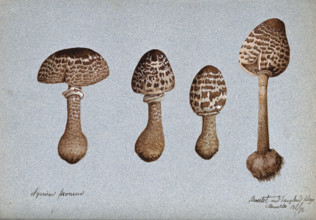Parasol mushrooms (Lepiota procera): four fruiting bodies, 1892. Creator: Unknown.