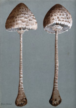 Parasol mushrooms (Lepiota procera): two fruiting bodies, c1890s. Creator: Unknown.