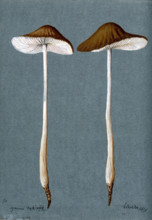 A fungus (Agaricus radicatus?): two fruiting bodies, 1896. Creator: Unknown.