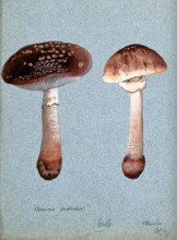 The blusher fungus (Amanita rubescens): two fruiting bodies, 1897. Creator: Unknown.