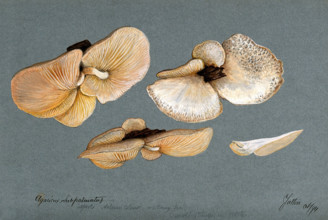 A fungus (Agaricus subpalmatus?): groups of fruiting bodies on wood, 1894. Creator: Unknown.