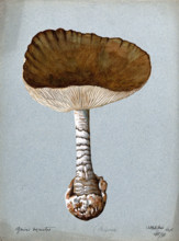 A fungus (Amanita vaginata): one fruiting body, 1891. Creator: Unknown.