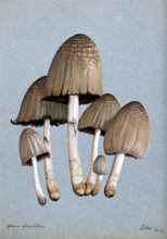 A fungus (Coprinus atramentarius): six fruiting bodies, 1897. Creator: Unknown.