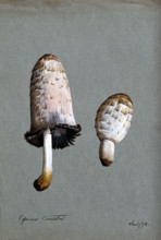 Shaggy ink cap or lawyer's wig fungus (Coprinus comatus): two fruiting bodies, 1894. Creator: Unknown.
