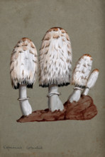 Shaggy ink cap or lawyer's wig fungus (Coprinus comatus): fruiting bodies on soil, c1890s. Creator: Unknown.