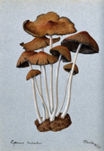 A fungus (Coprinus micaceus): group of fruiting bodies, 1899. Creator: Unknown.