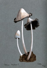 A fungus (Coprinus niveus): three fruiting bodies, 1899. Creator: Unknown.