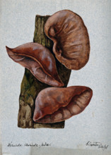 Jew's ear fungus (Hirneola auricula-judae): three fruiting bodies on wood, 1896. Creator: Unknown.