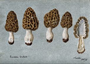 Common morel (Morchella esculenta): five fruiting bodies, one sectioned, 1896. Creator: Unknown.