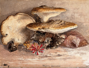 A bracket fungus (Polyporus squamosus): group of fruiting bodies. Creator: Unknown.