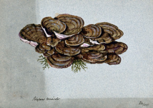 A bracket fungus (Coriolus versicolor): a large group of fruiting bodies, 1902. Creator: Unknown.
