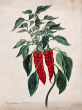 Chilli or pepper plant (Capsicum annuum): fruiting stem. Creator: Unknown.