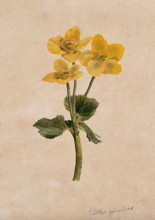 Marsh marigold or kingcups (Caltha palustris): flowering stem. Creator: Unknown.