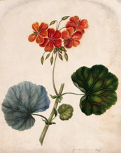An ornamental geranium (Geranium species): flowering stem. Creator: Unknown.