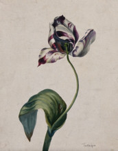 Purple striped tulip (Tulipa species): flower and leaves. Creator: Unknown.