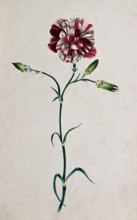 Striped red carnation (Dianthus species): flowering stem. Creator: Unknown.