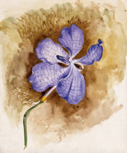 An orchid flower. Creator: Unknown.