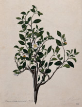 Tea plant (Camellia sinensis): flowering stem. Creator: Unknown.