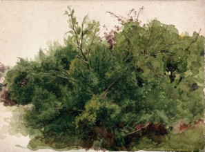 A stand of bushes, c1900s. Creator: Unknown.