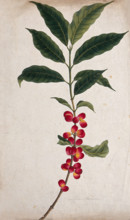 Coffee plant (Coffea arabica): fruiting stem, c1823. Creator: Unknown.