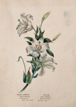 Madonna lily or bourbon lily (Lilium candidum): flowering stem, (c1850?). Creator: Unknown.