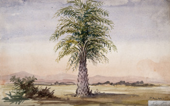 Palm tree (Cocos nucifera?) in arid landscape, 1862. Creator: Unknown.